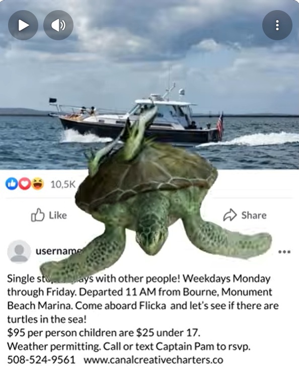 turtle video